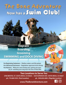 Bone Adventure Swim Club Ad